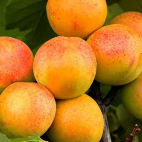 Абрикос Триумф Севера (средний сорт)