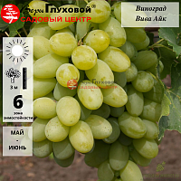 Виноград 