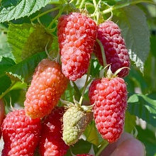 Основное изображение товара