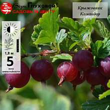 Крыжовник Командор (среднеранний сорт)