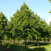 Липа европейская (Tilia europaea) Паллида 175-200 С15 РСав/26
