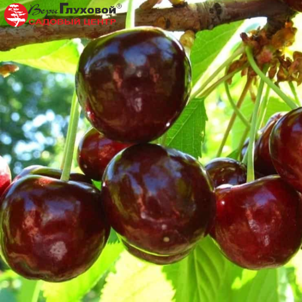 Основное изображение товара