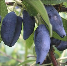 Рисунок 79.jpg