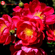 Роза Ругоза (Rosa rugosa) канадская 