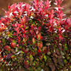 Барбарис Тунберга (Berberis thunbergii) Лютин Руж С3 СП/25