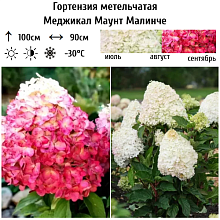 Основное изображение товара