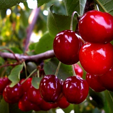 Основное изображение товара