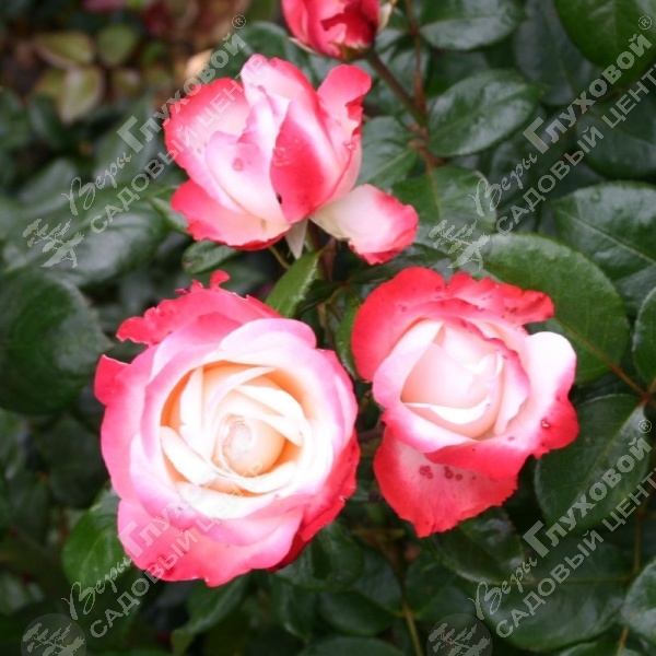 Роза чайно-гибридная "Nostalgie/ La garçonne" на фото