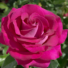 Основное изображение товара