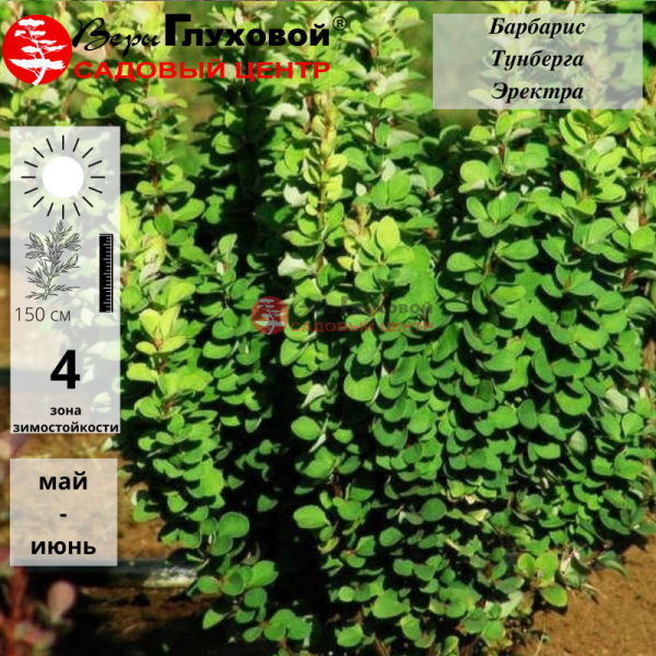Барбарис Тунберга "Эректа" Berberis thunbergii "Erecta"