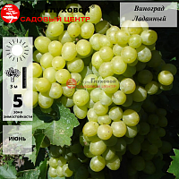 Виноград 
