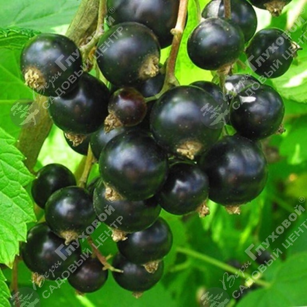 Смородина черная "Багира" на фото