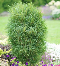 Основное изображение товара