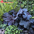 Гейхера 