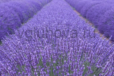 Лаванда узколистная 